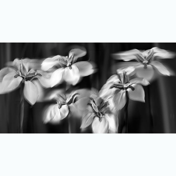 fine-art-photography-botanic-black-and-white