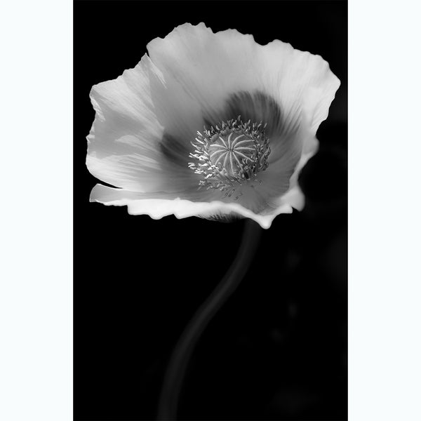 black-and-white-floral-fine-art-photography