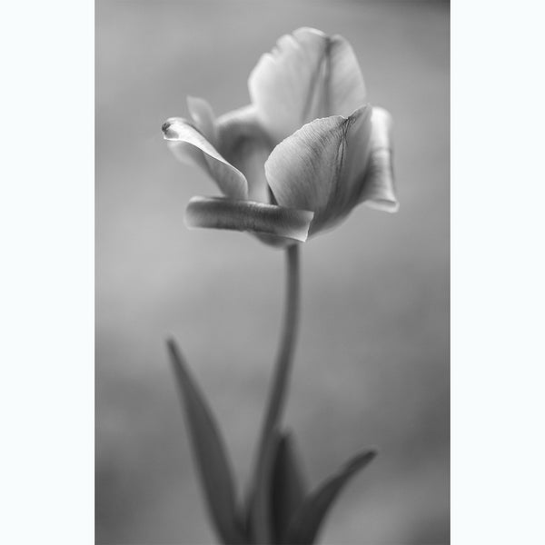 floral-black-and-white-fine-art-photography