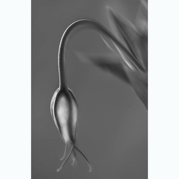 botanical-photography-black-and-white