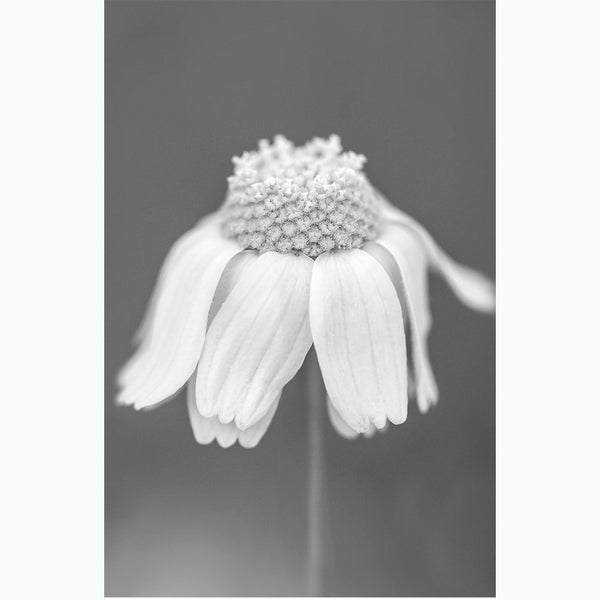 black-and-white-botanic-photography