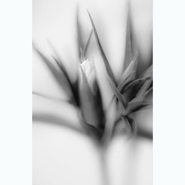 black-and-white-floral-fine-art-photography