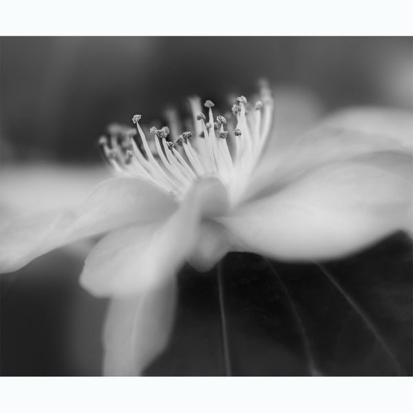 botanic-photography-black-and-white