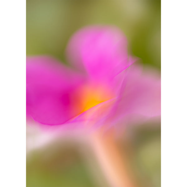 abstract-flower-fine-art-photography