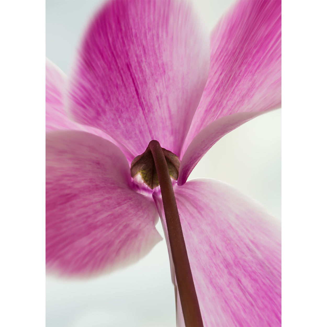 botanical-fine-art-photography-artwork