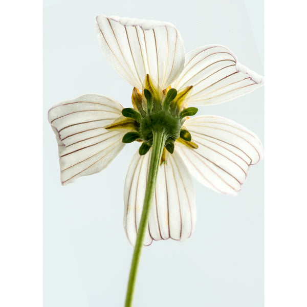 botanical-fine-art-photography