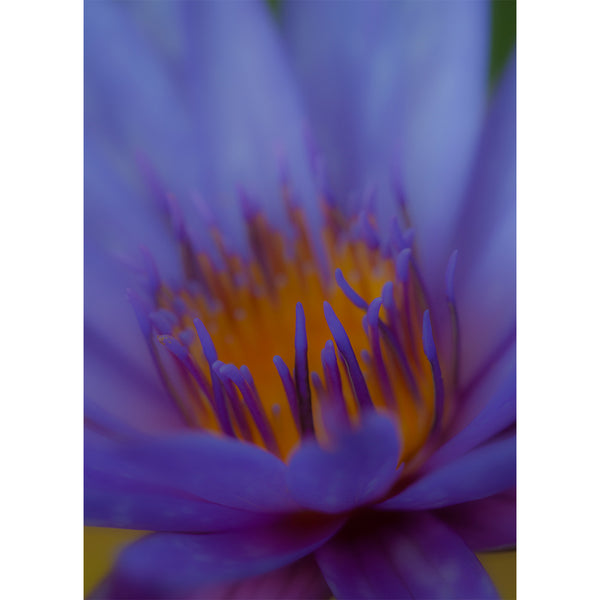 botanical-fine-art-photography