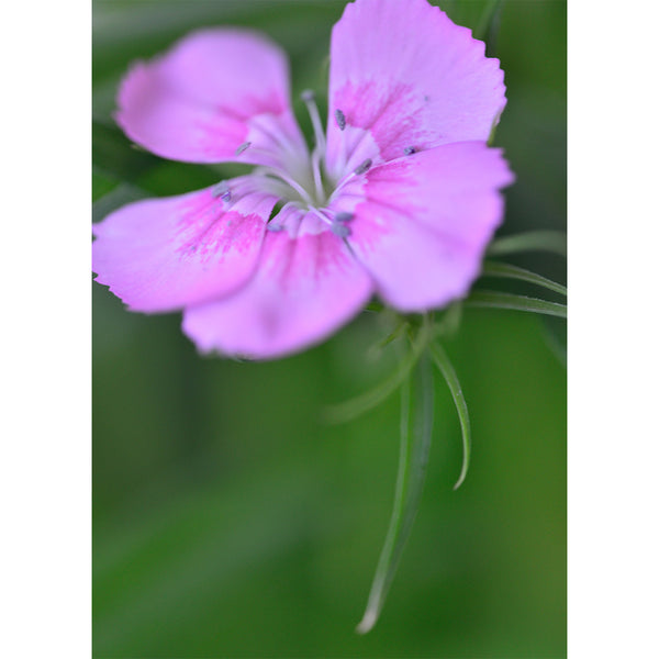 botanical-fine-art-photography