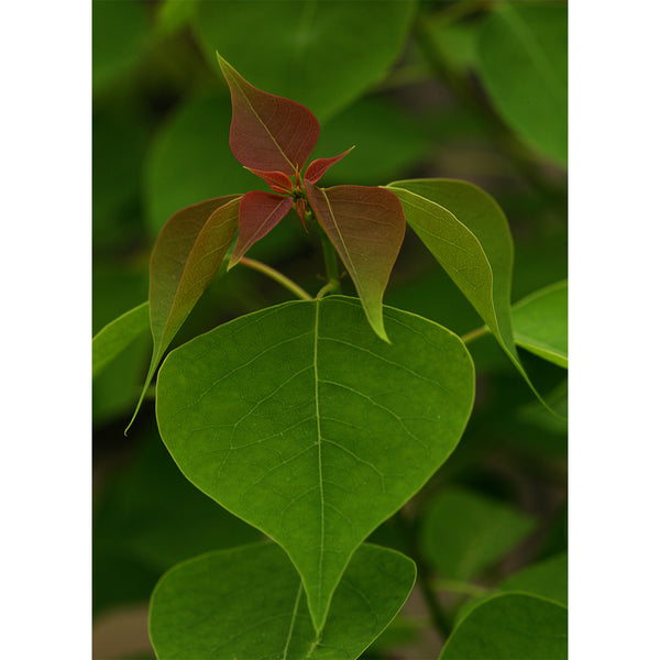 botanical-fine-art-photography