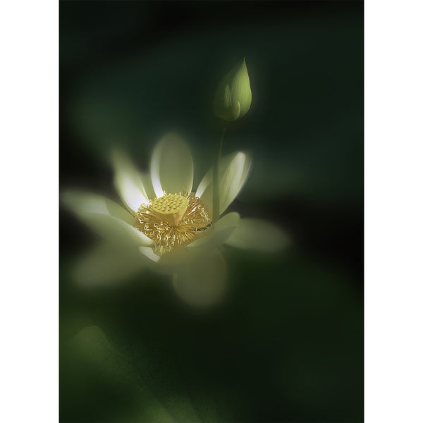 botanical-fine-art-print