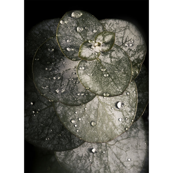 botanical-photographs