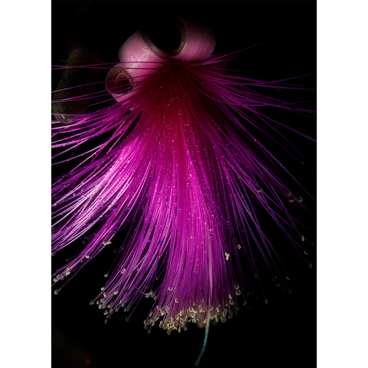 botanical-fine-art-photography