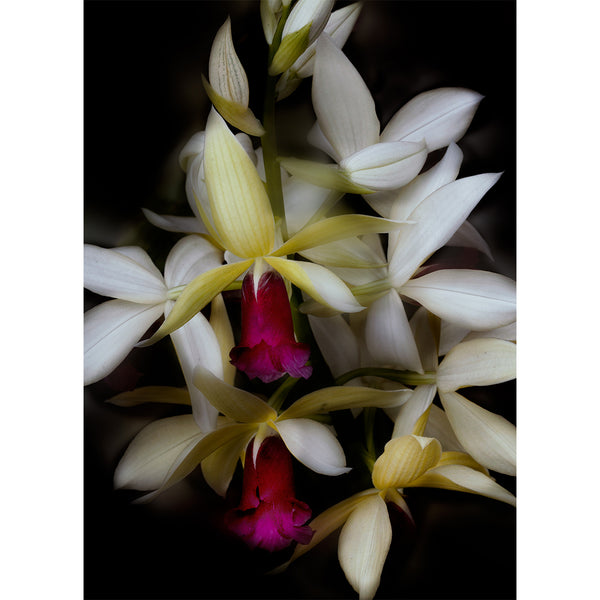 botanical-fine-art-photography-artwork