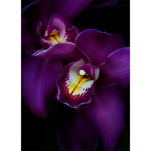 botanical-fine-art-photography