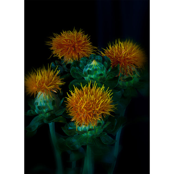 botanical-fine-art-photography-artwork