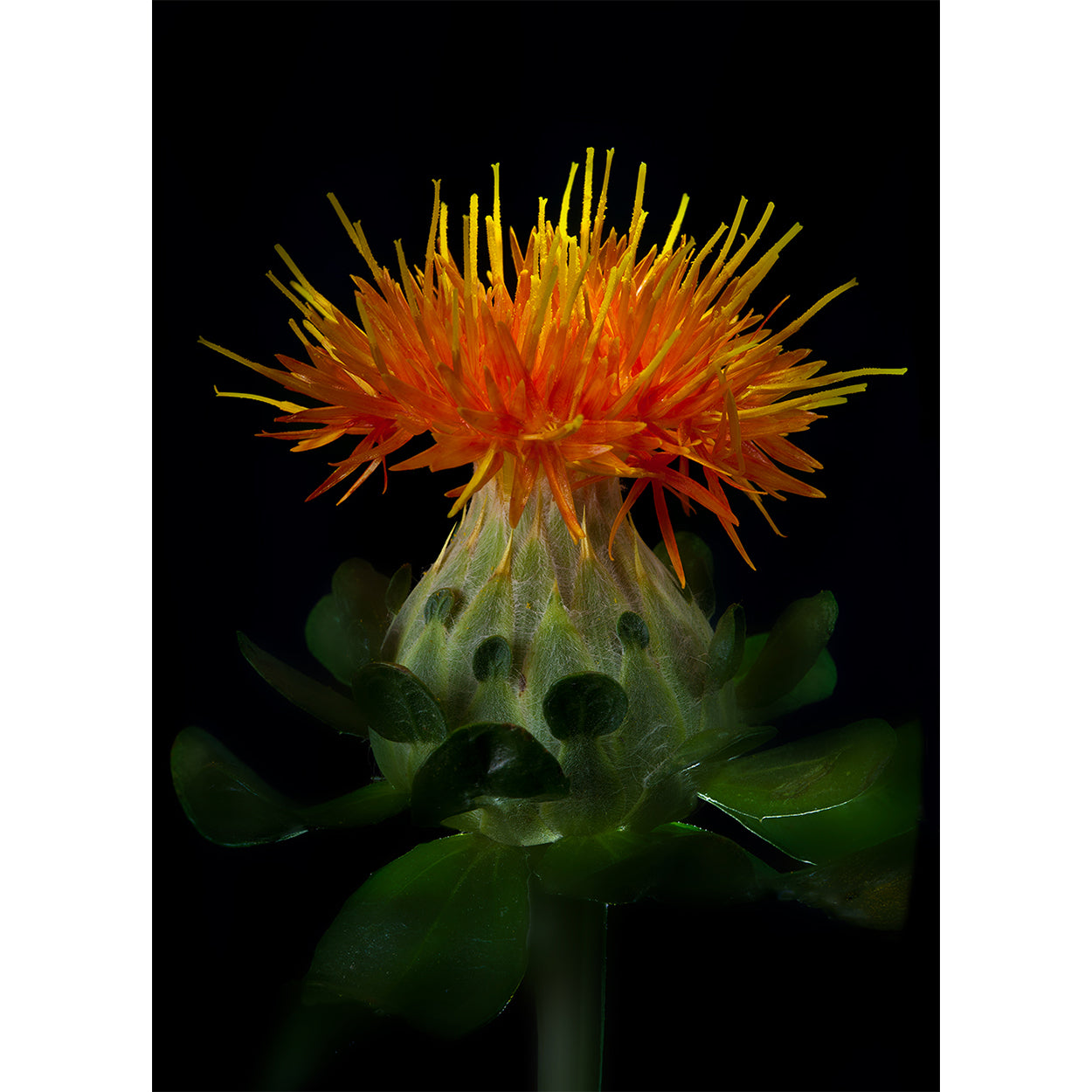 botanical-fine-art-print