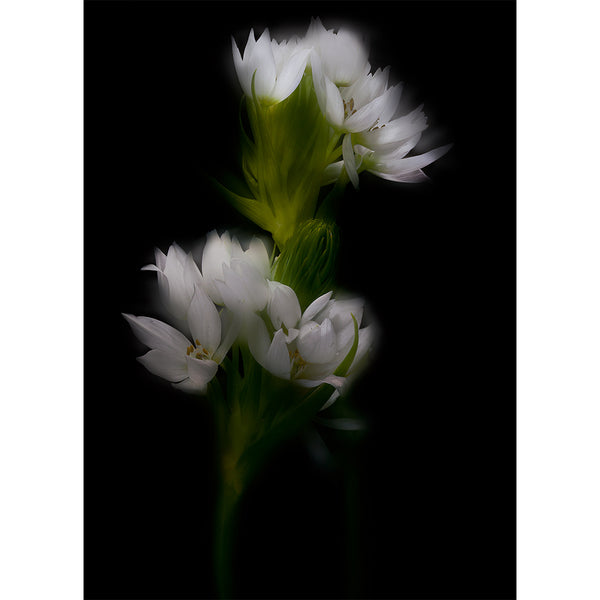 botanical-fine-art-photography