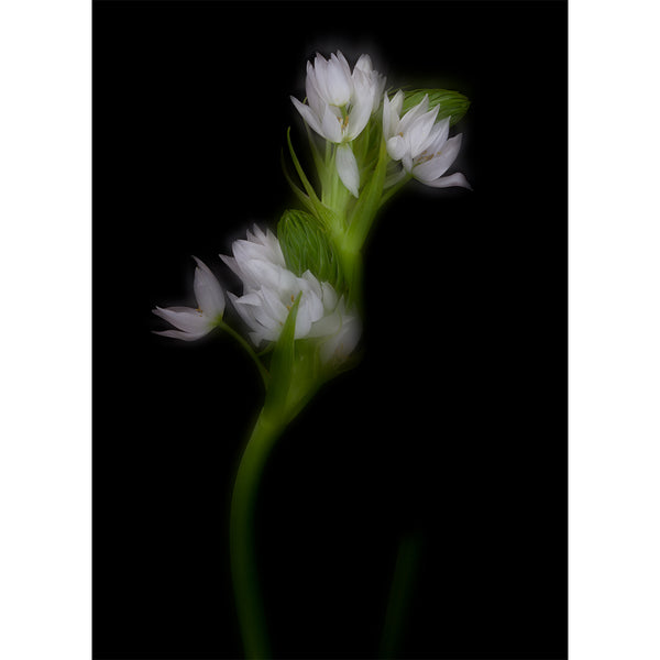 botanical-fine-art-photography-artwork