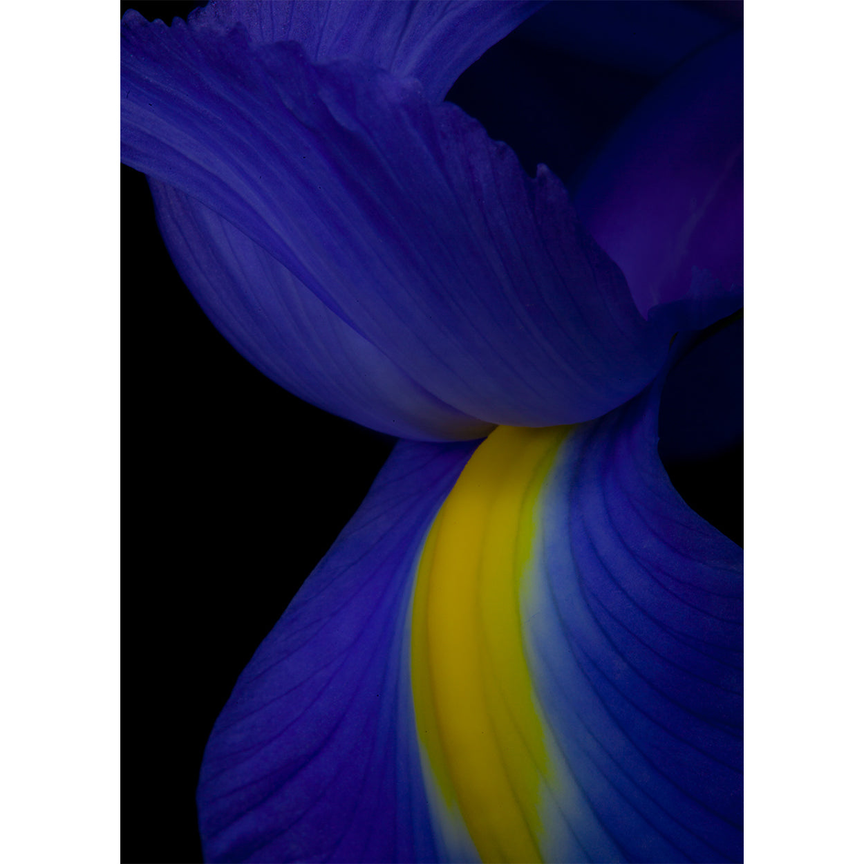 botanical-fine-art-print