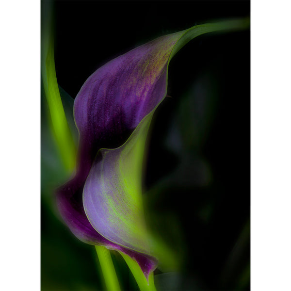 botanical-fine-art-photography