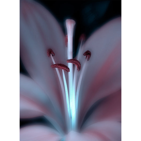 botanical-fine-art-photography-artwork