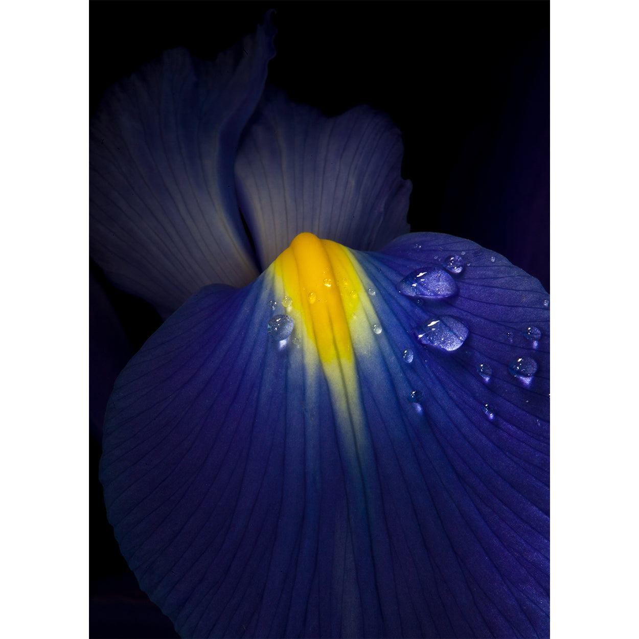 botanical-fine-art-photography