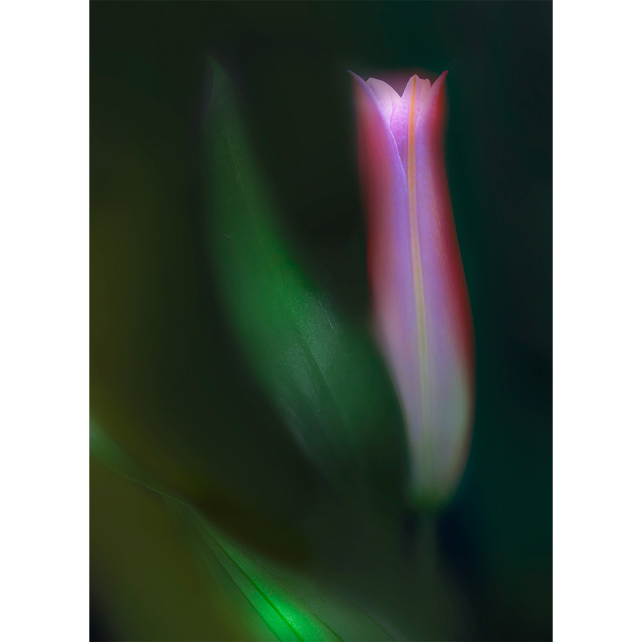 botanical-photographs