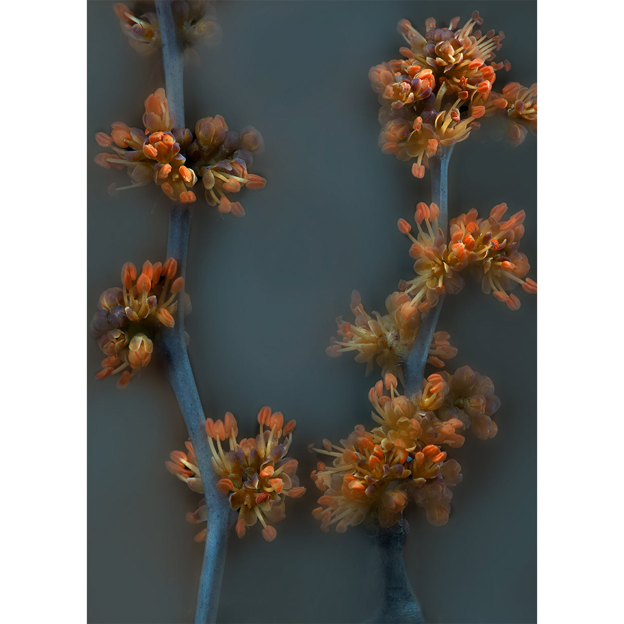 botanical-fine-art-photography-artwork