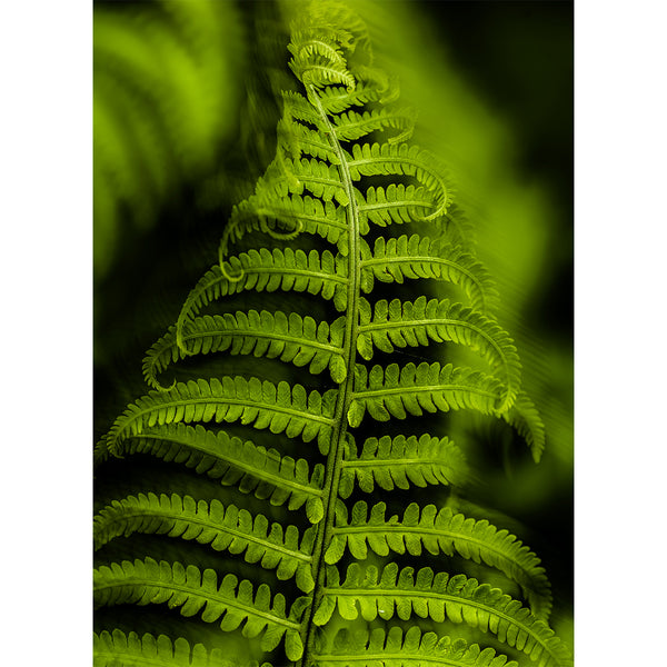 botanical-fine-art-photography