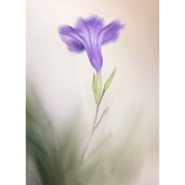 botanical-fine-art-photography-artwork