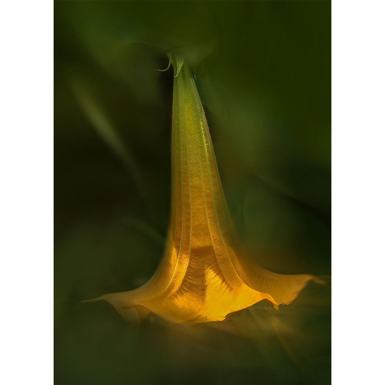 botanical-fine-art-photography