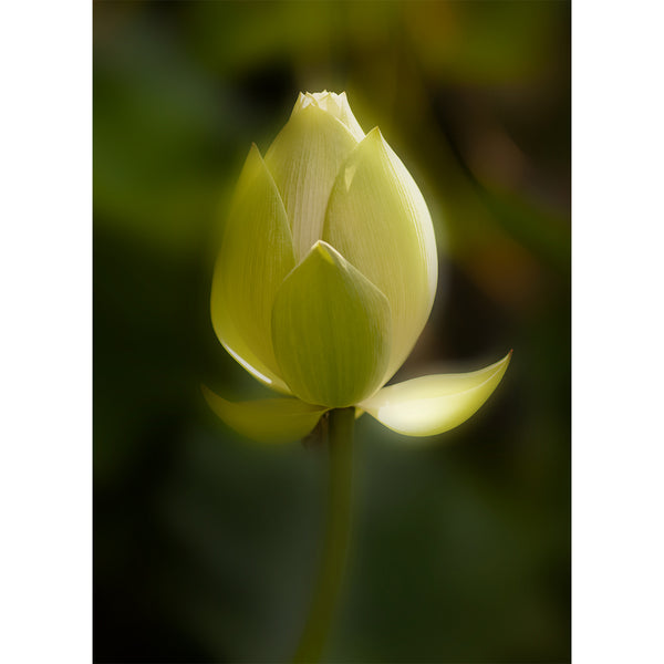 botanical-fine-art-photography-artwork