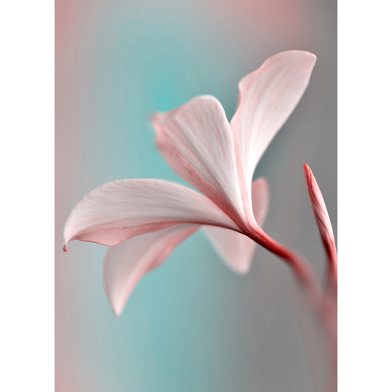 botanical-fine-art-photography