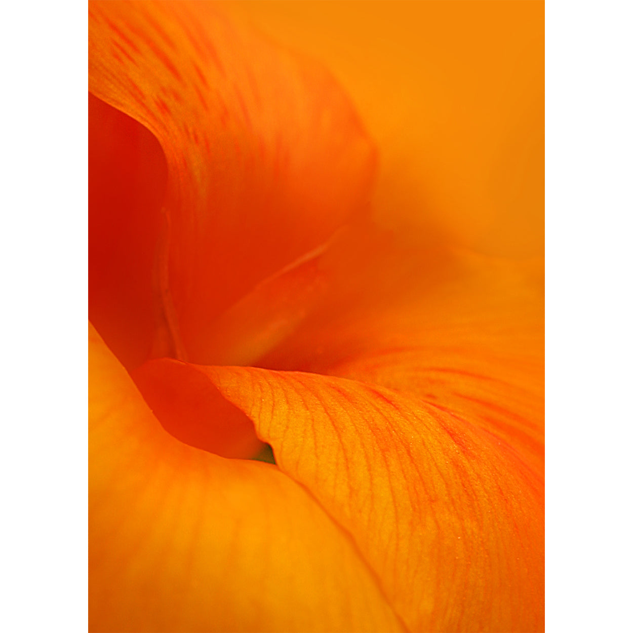 botanical-fine-art-photography