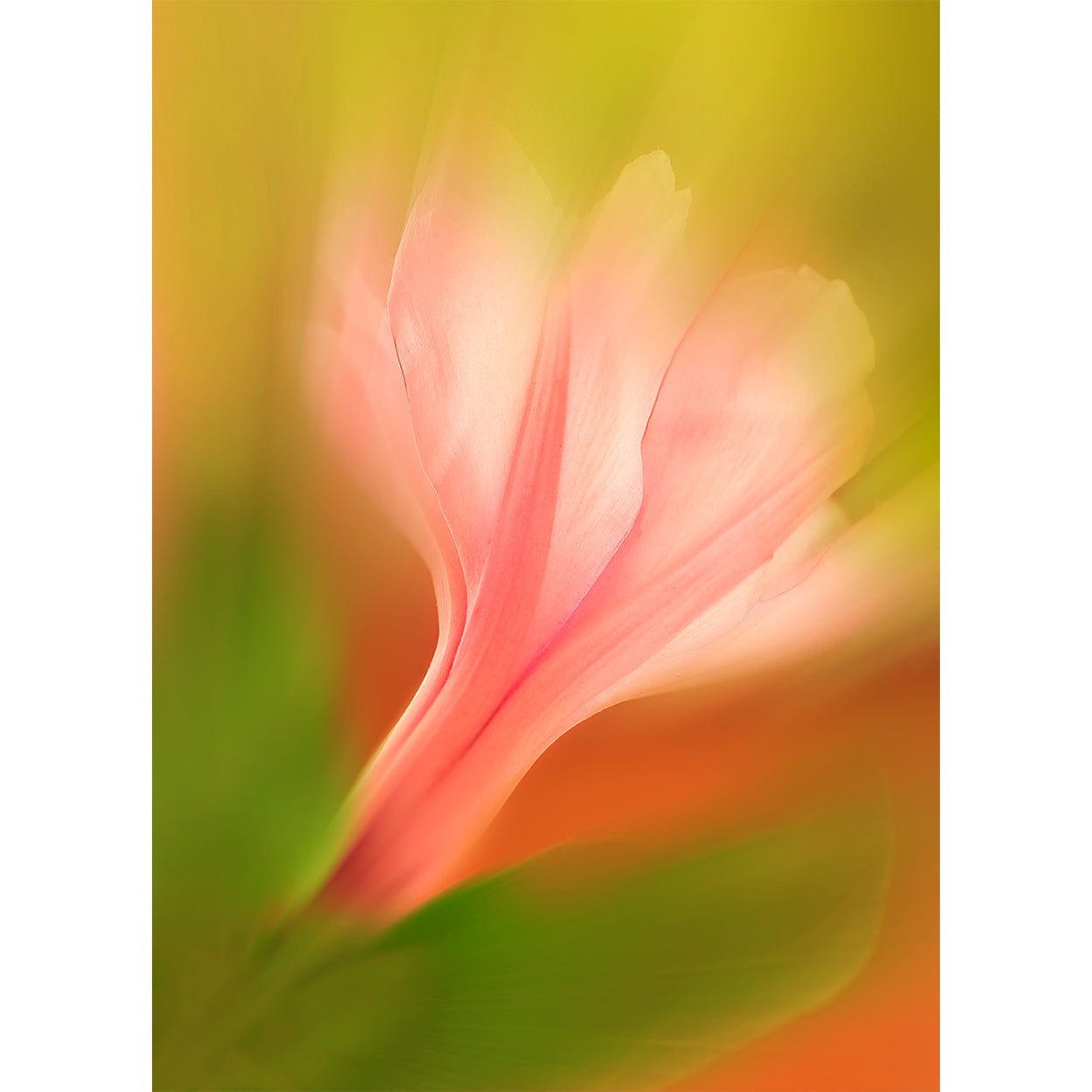 botanical-fine-art-print