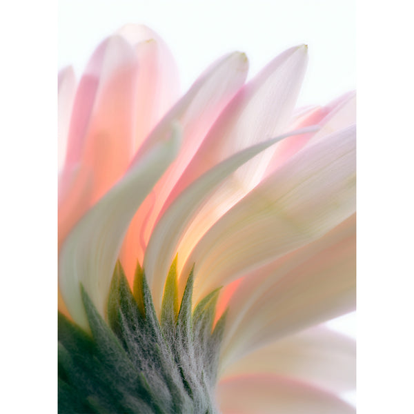 botanical-fine-art-photography