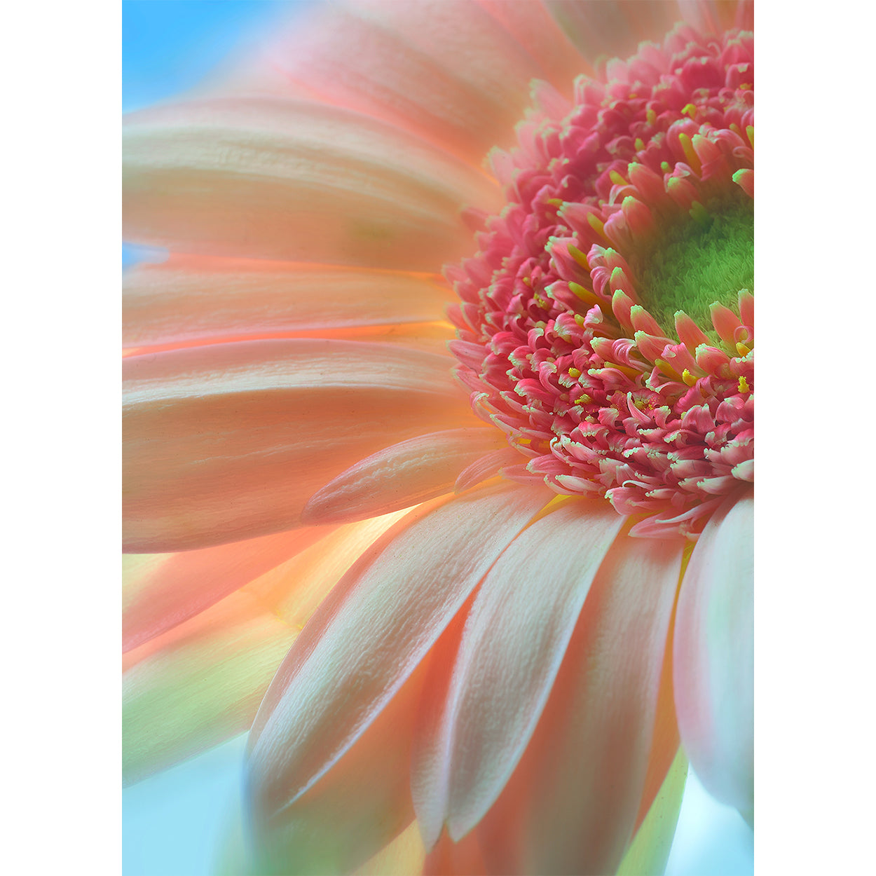 botanical-fine-art-photography-artwork