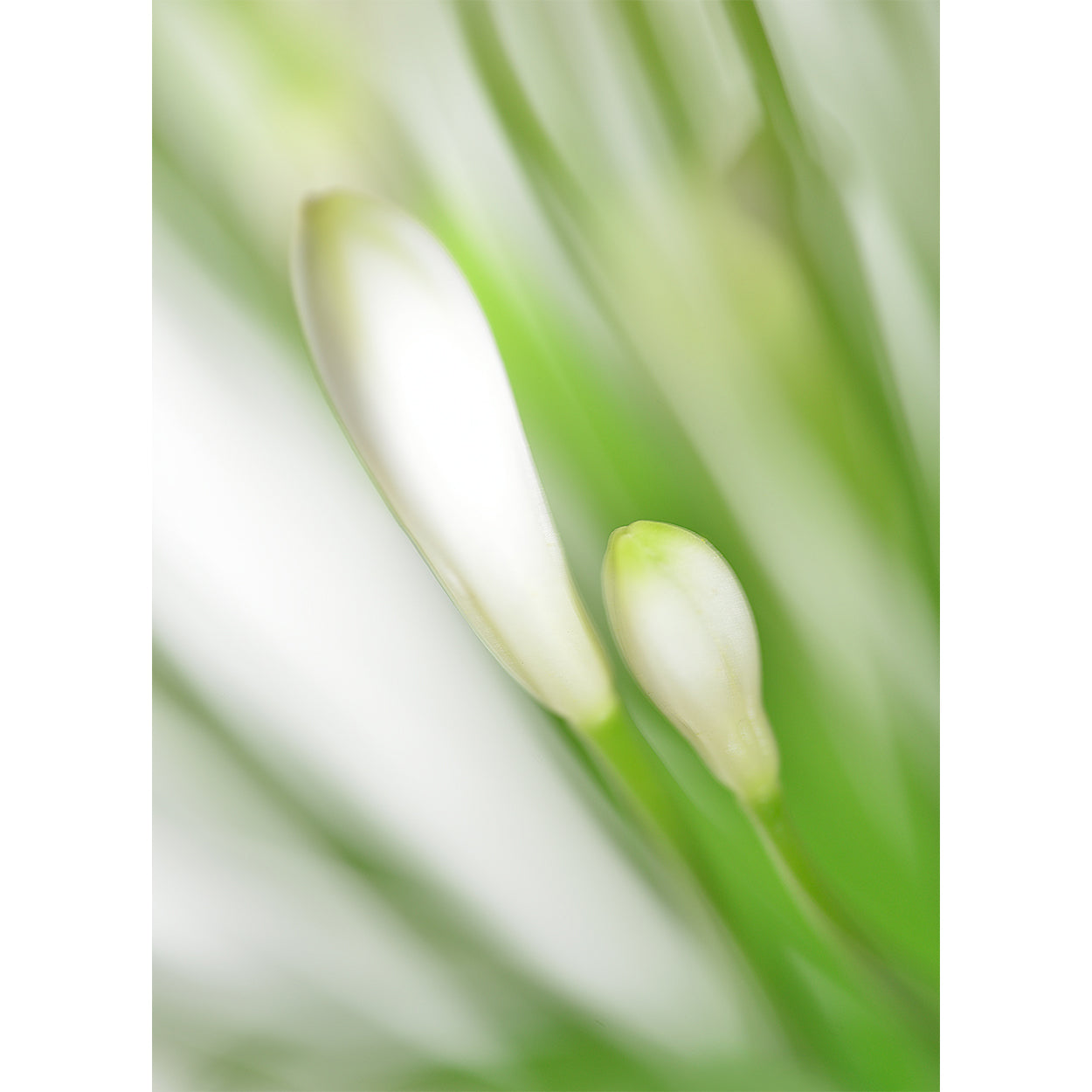 botanical-fine-art-photography-artwork