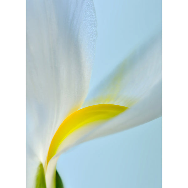 botanical-fine-art-print