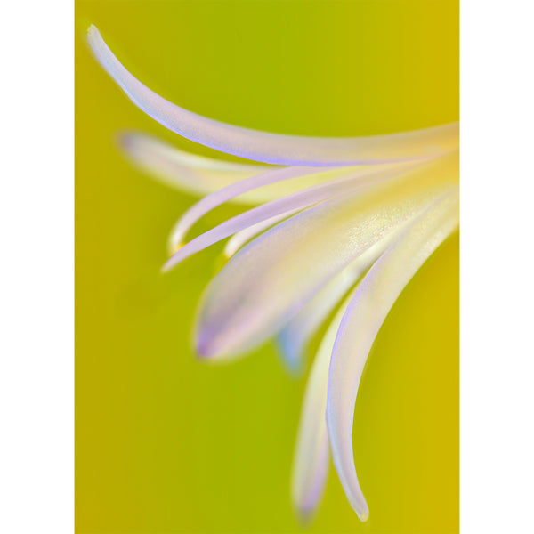 botanical-fine-art-photography