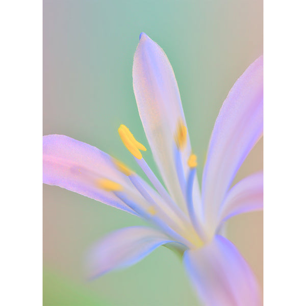 botanical-fine-art-photography-artwork