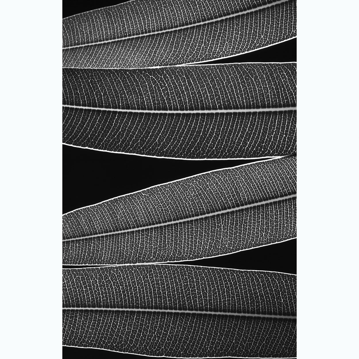 botanical-photography-black-and-white