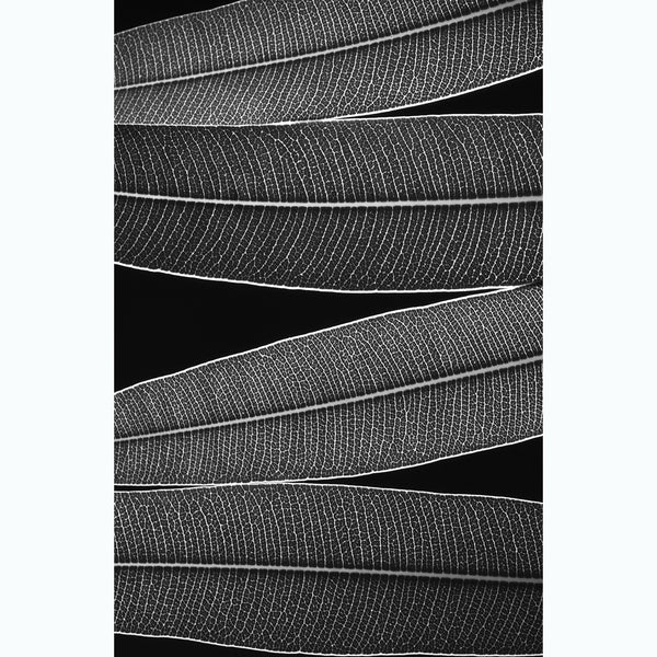 botanical-photography-black-and-white