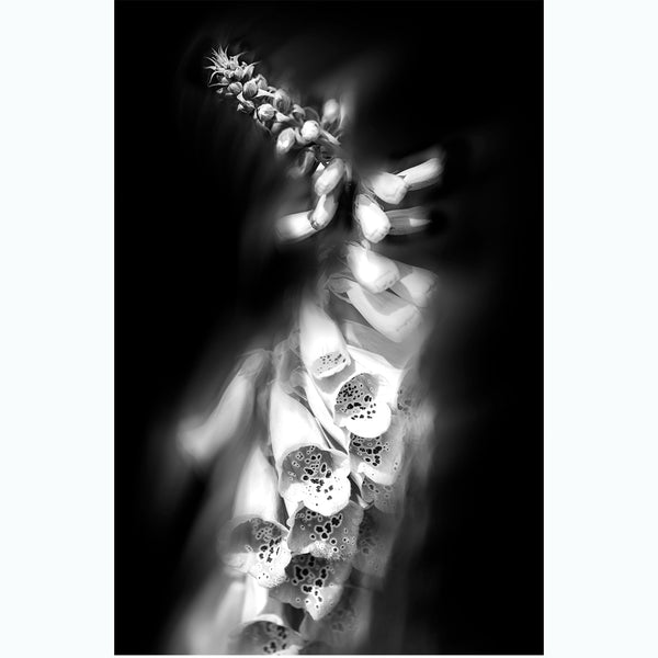 floral-black-and-white-fine-art-photography