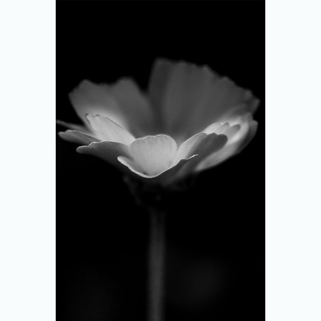 black-and-white-botanic-photography