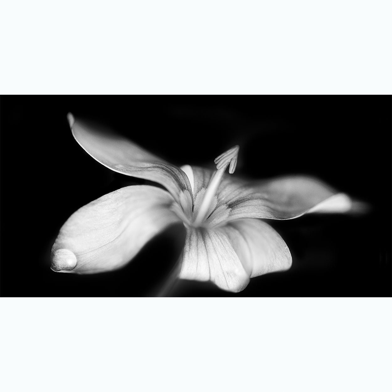 black-and-white-botanic-photography