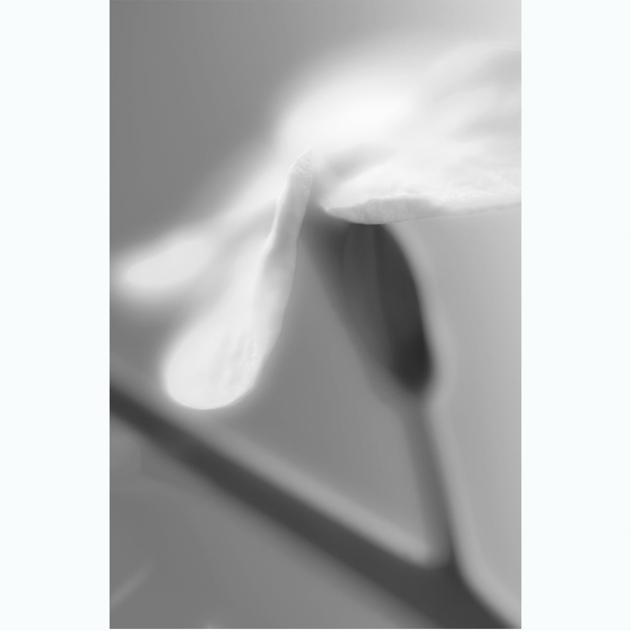 black-and-white-floral-fine-art-photography