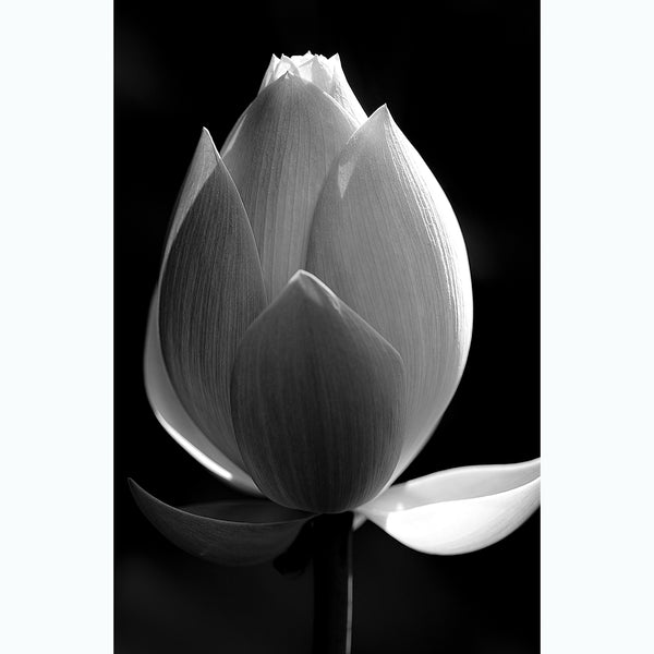 botanic-photography-black-and-white