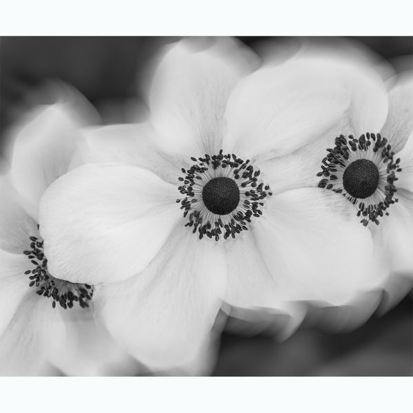 botanic-photography-black-and-white