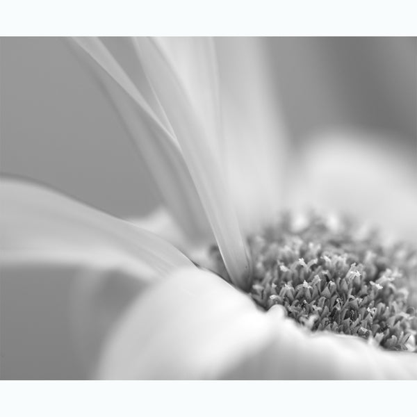 fine-art-photography-botanic-black-and-white